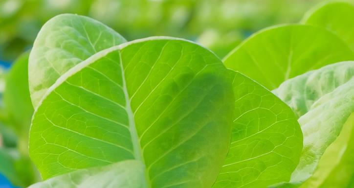 leafy greens in greenhouse