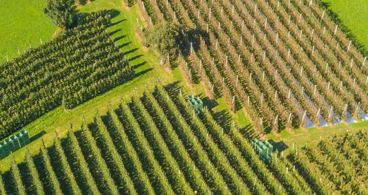 Aerial shot of an apple orchard