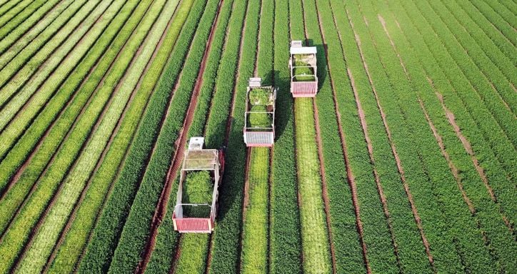 Three trucks harvesting parsley