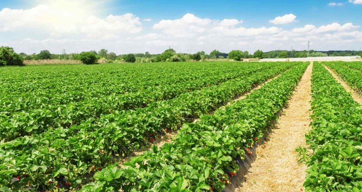 Strawberry plantation on a sunny day with a bright blue sky.