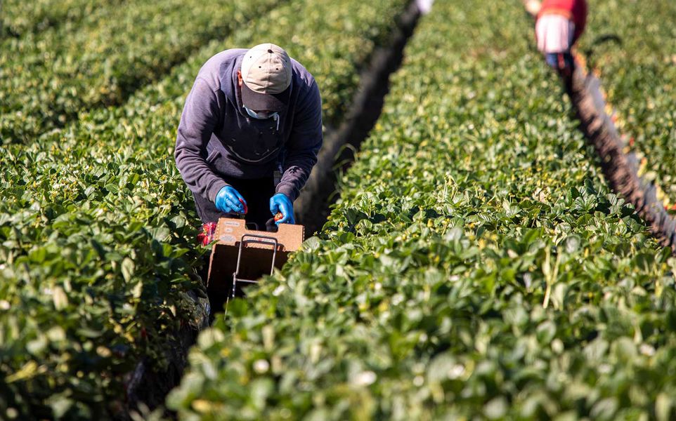 Male farm worker picking strawberries in a field