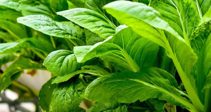 Green leafy vegetables growing in vertical organic farm