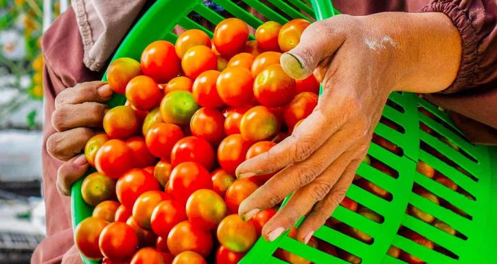 Person pouring out a green basket full of small red tomatoes.