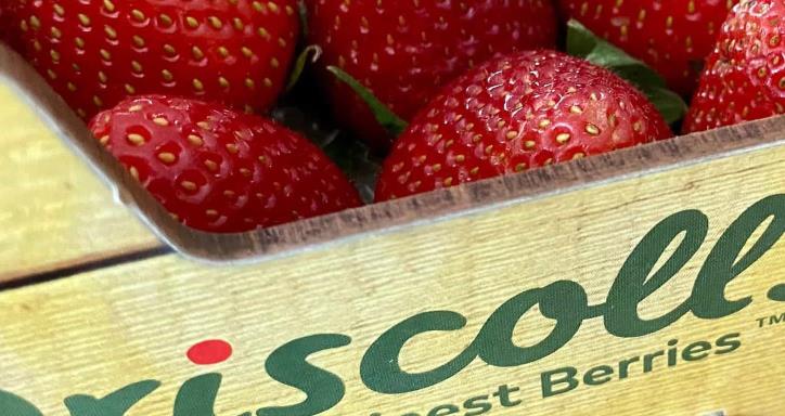 Cardboard box of Driscoll's strawberries