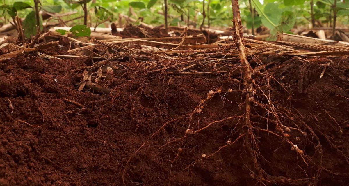 For South Africa's ZZ2, Sustainability Starts With the Soil