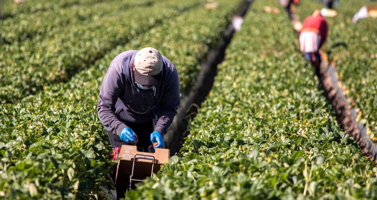 5 Ways the fresh produce industry is dealing with labor challenges